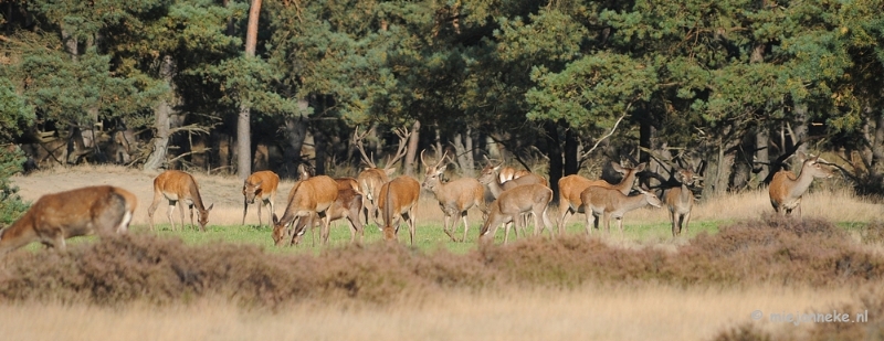 DSC_3374.JPG - De hoge Veluwe