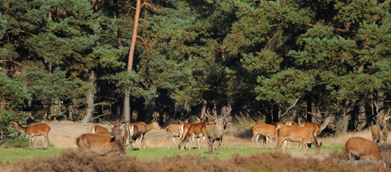 DSC_3450.JPG - De hoge Veluwe