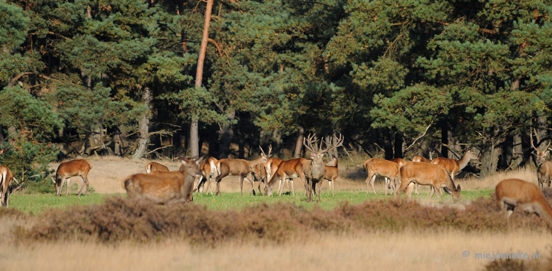 DSC_3453.JPG - De hoge Veluwe