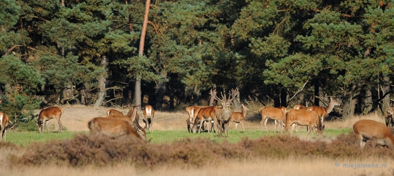 DSC_3461.JPG - De hoge Veluwe