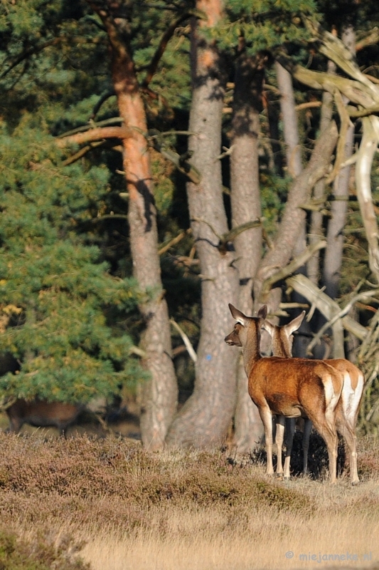 DSC_3491.JPG - De hoge Veluwe