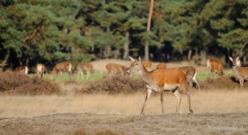 DSC_3497.JPG - De hoge Veluwe