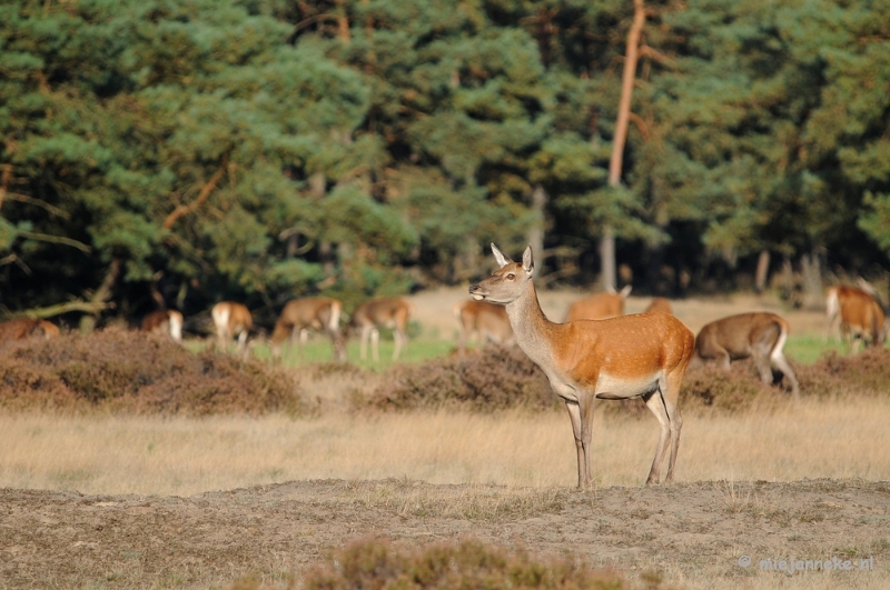 DSC_3498.JPG - De hoge Veluwe