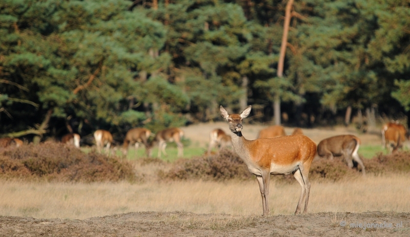 DSC_3500.JPG - De hoge Veluwe