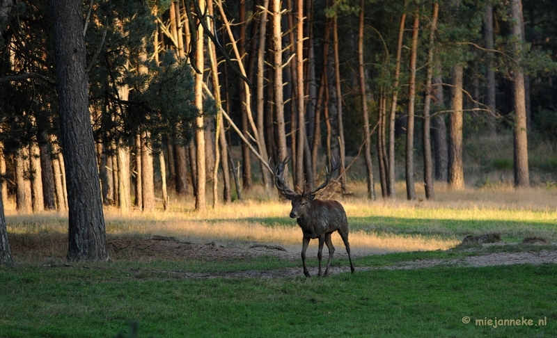 DSC_3581.JPG - De hoge Veluwe