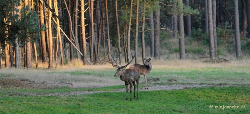 DSC_3657.JPG - De hoge Veluwe