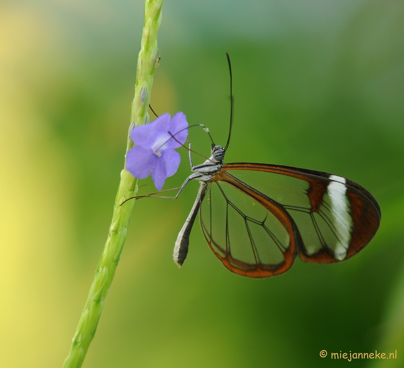 DSC_6761.JPG - Vlindertuin Papiliorama