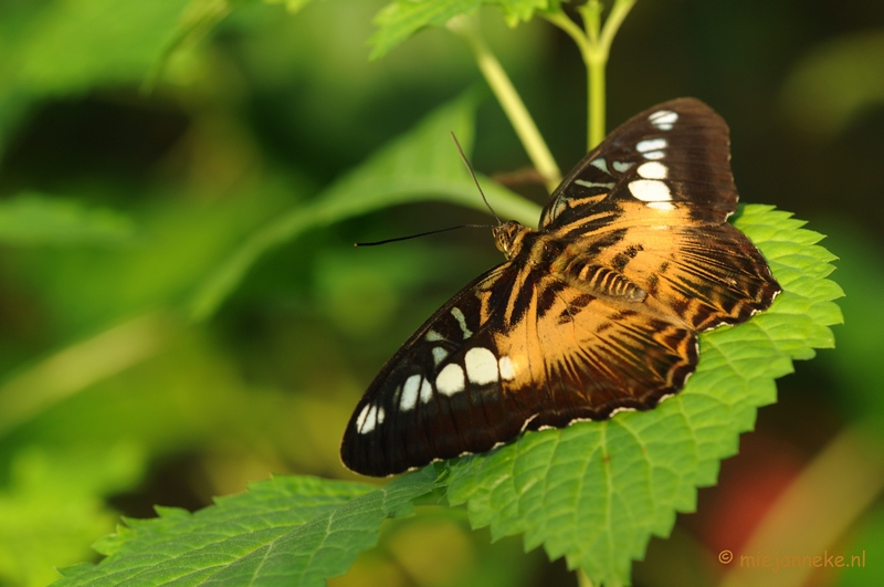 DSC_6772.JPG - Vlindertuin Papiliorama
