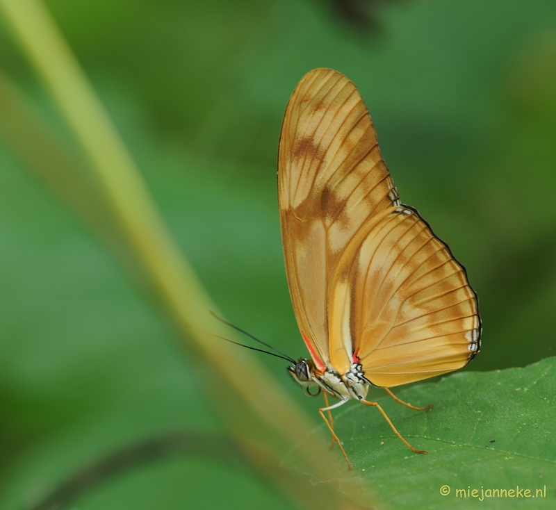 DSC_6811.JPG - Vlindertuin Papiliorama