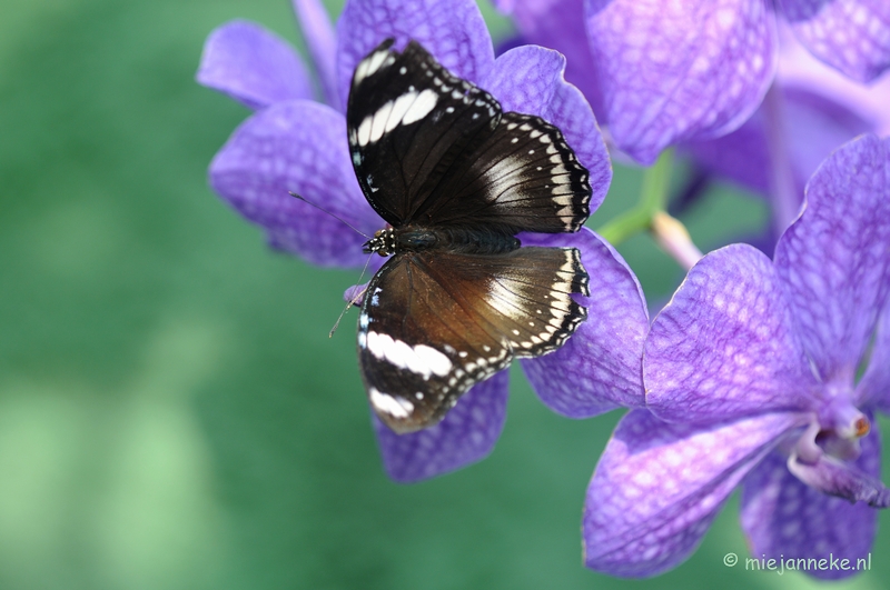 DSC_6906.JPG - Vlindertuin Papiliorama