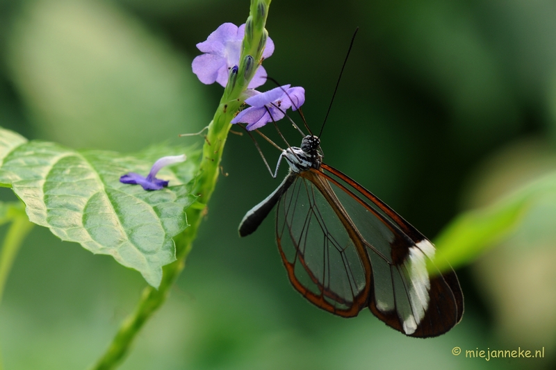 DSC_6928.JPG - Vlindertuin Papiliorama