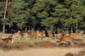 De hoge Veluwe Oktober