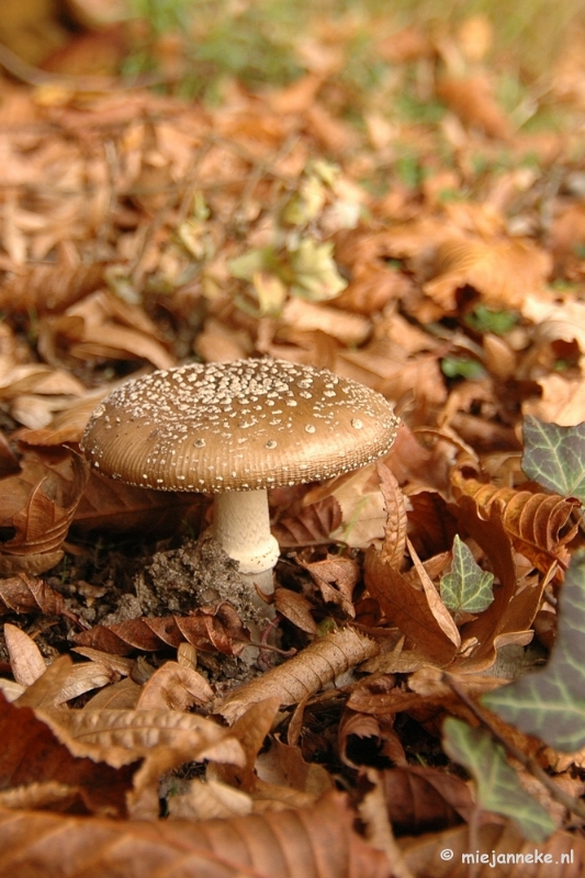 DSC_6666.JPG - Paddenstoelen 2009