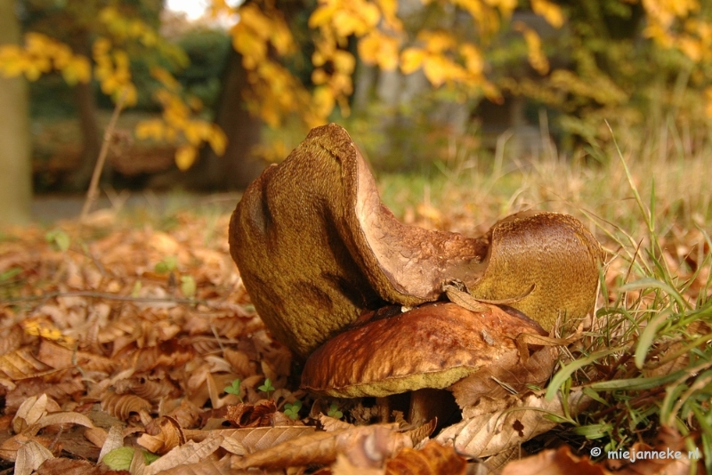 DSC_6671.JPG - Paddenstoelen 2009