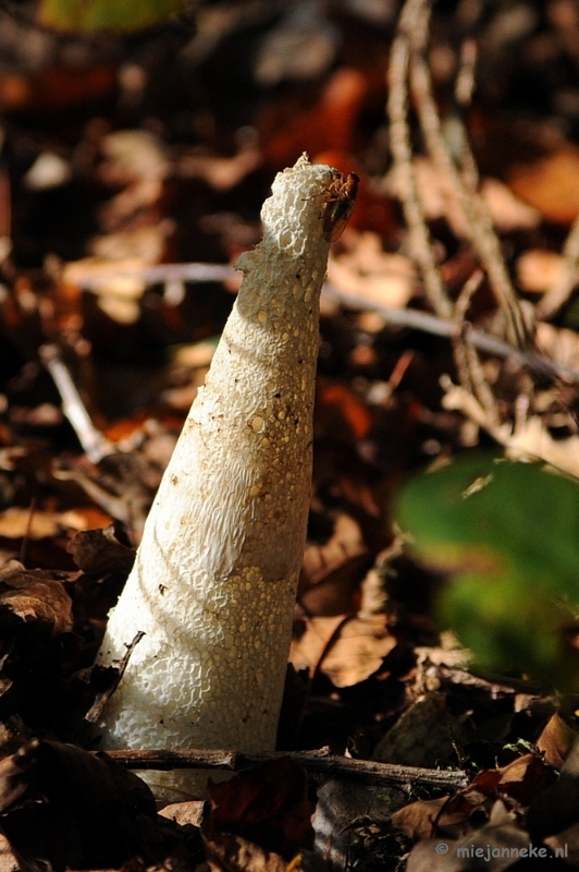DSC_3349.JPG - Paddenstoelen 2009