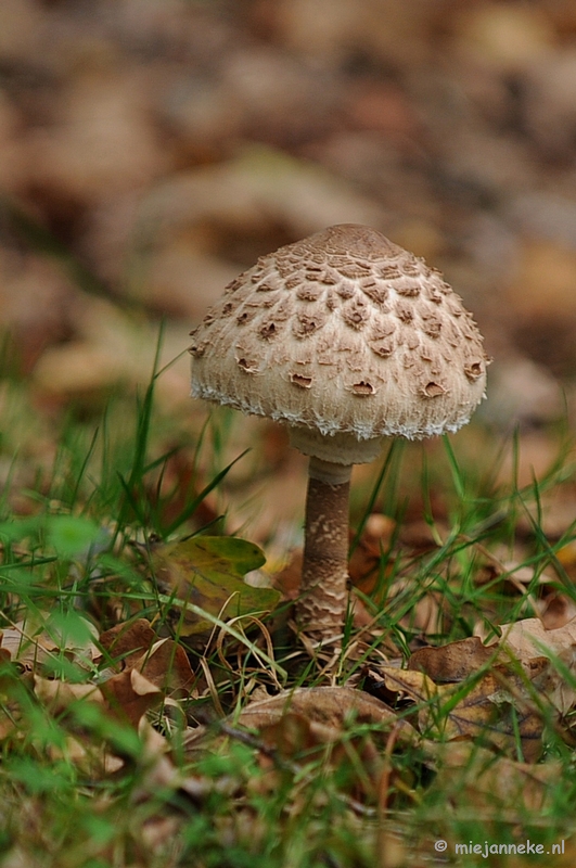 DSC_4679.JPG - Paddenstoelen 2009