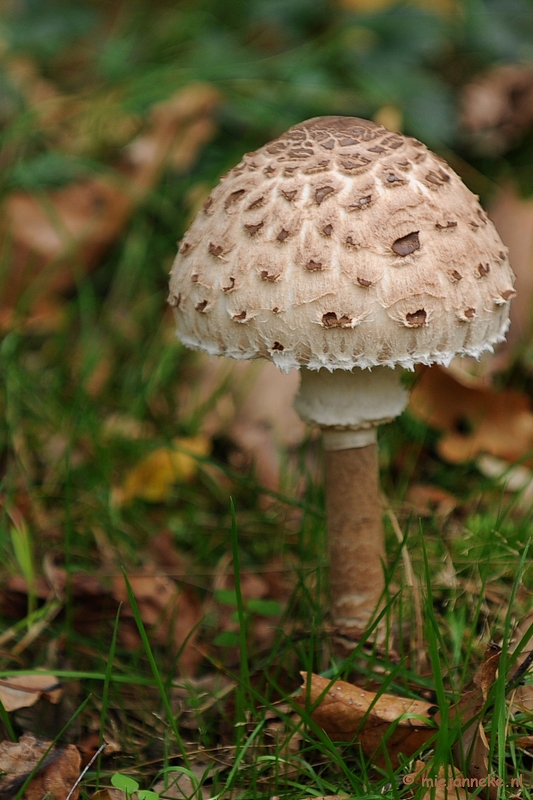 DSC_4682.JPG - Paddenstoelen 2009