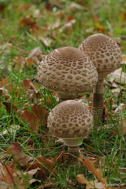 DSC_4697.JPG - Paddenstoelen 2009