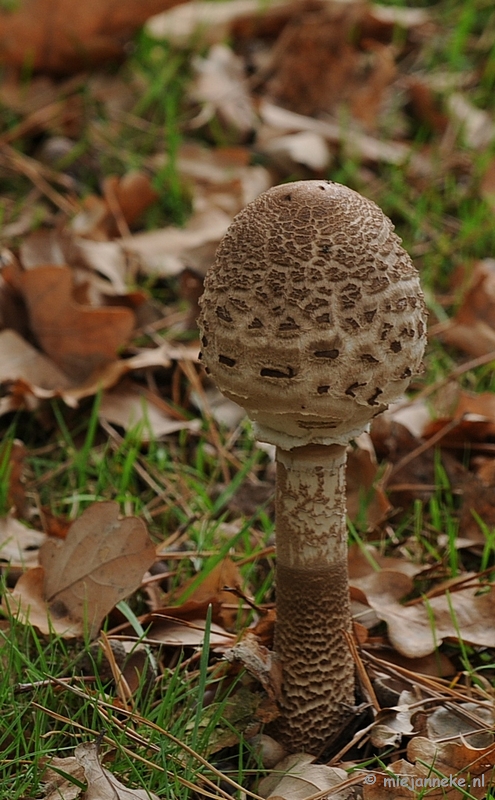 DSC_4700a.JPG - Paddenstoelen 2009