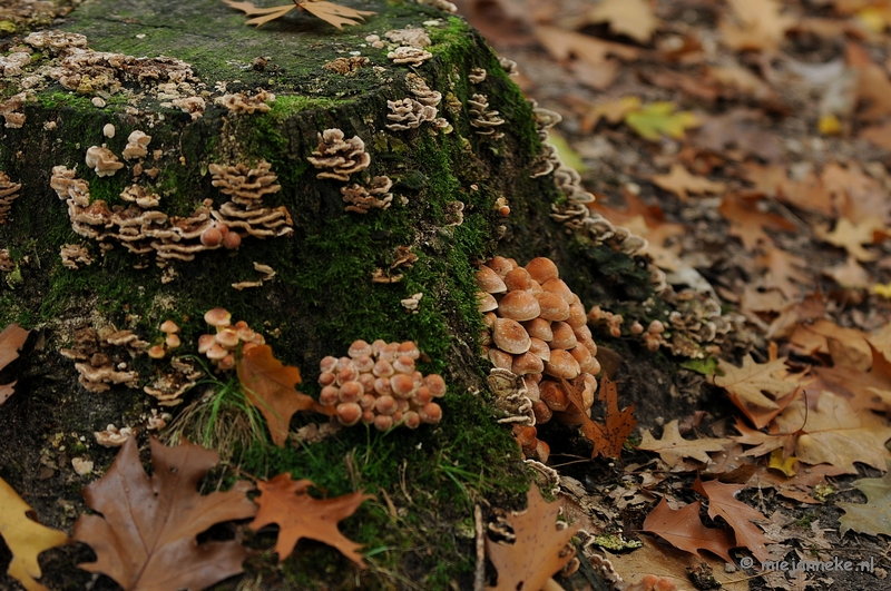 DSC_4874.JPG - Paddenstoelen 2009