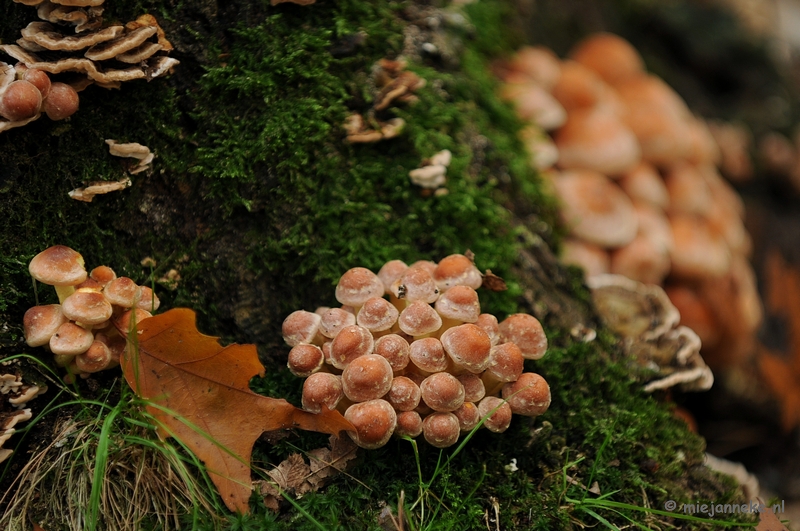 DSC_4879.JPG - Paddenstoelen 2009