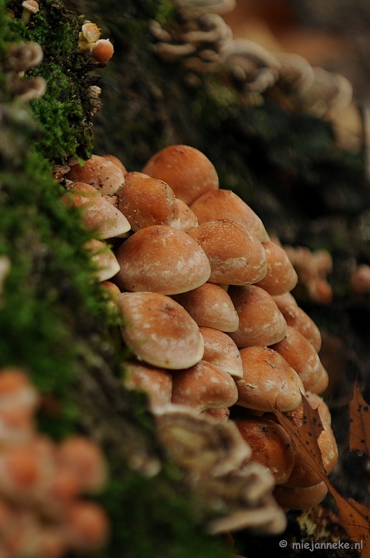 DSC_4883.JPG - Paddenstoelen 2009