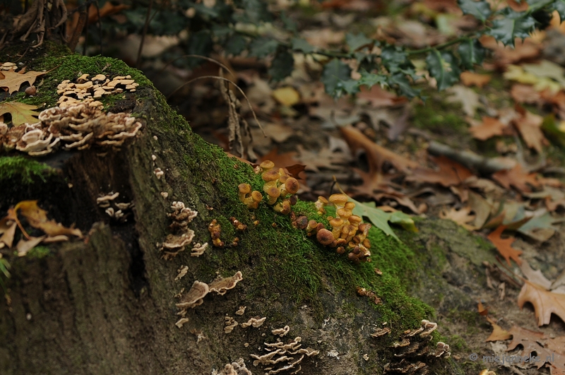 DSC_4955.JPG - Paddenstoelen 2009