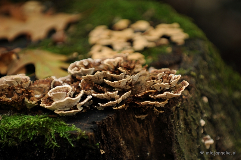 DSC_4956.JPG - Paddenstoelen 2009