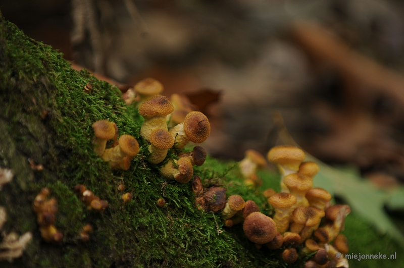 DSC_4959.JPG - Paddenstoelen 2009