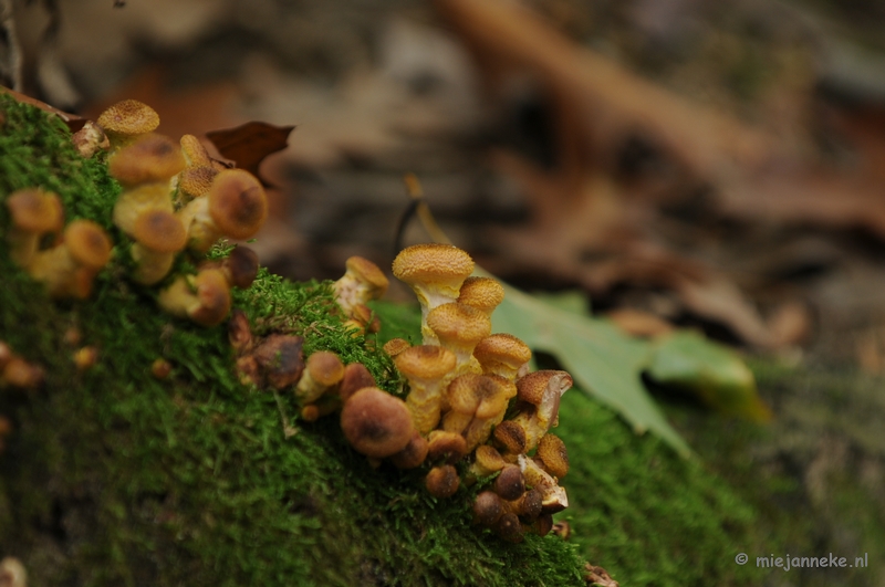 DSC_4964.JPG - Paddenstoelen 2009