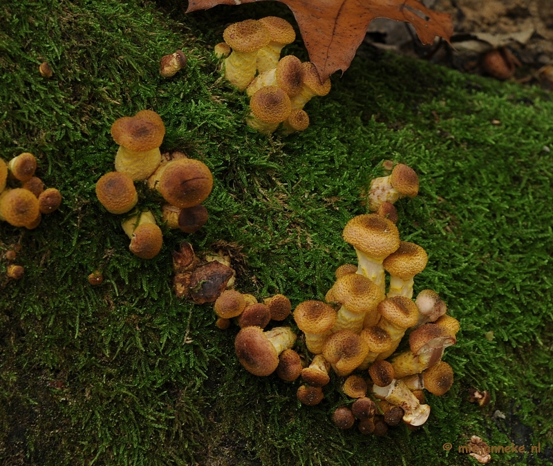 DSC_4976.JPG - Paddenstoelen 2009