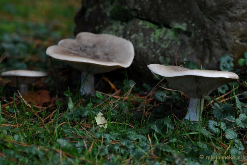 DSC_6060a.JPG - Paddenstoelen 2009