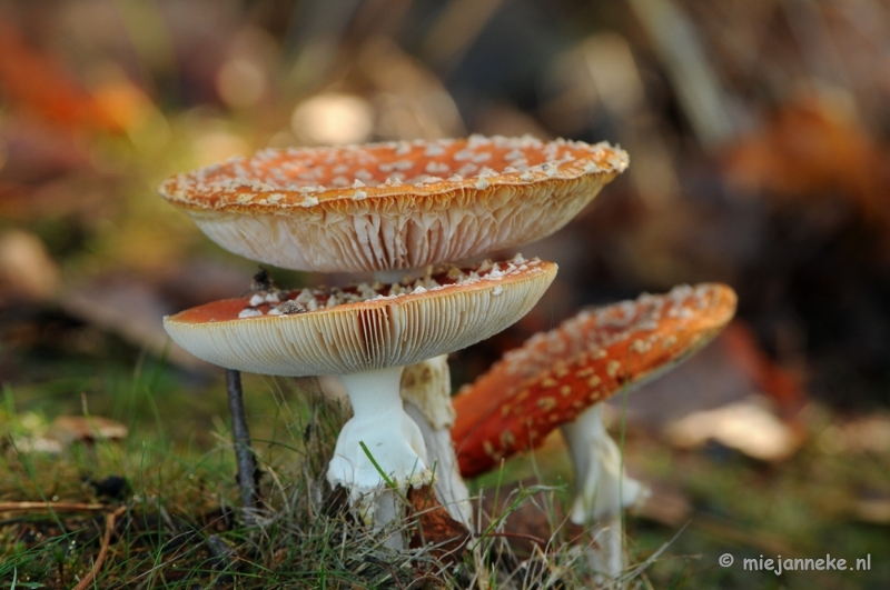 DSC_6147.JPG - Paddenstoelen 2009