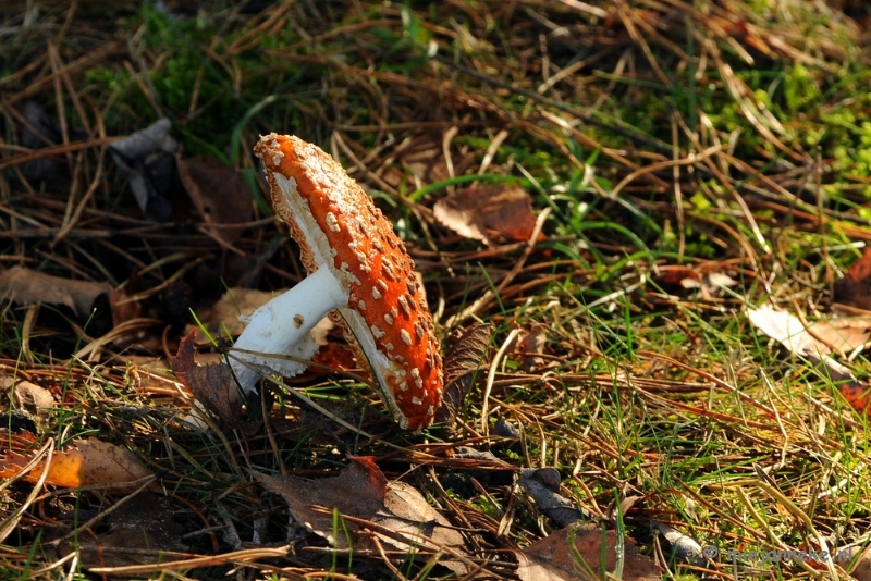 DSC_6152.JPG - Paddenstoelen 2009