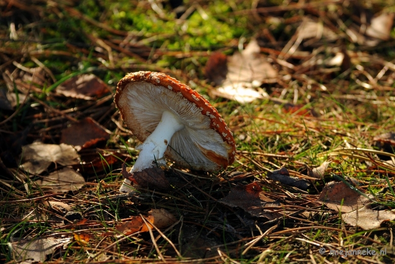 DSC_6156.JPG - Paddenstoelen 2009