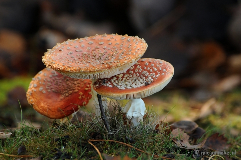 DSC_6161.JPG - Paddenstoelen 2009