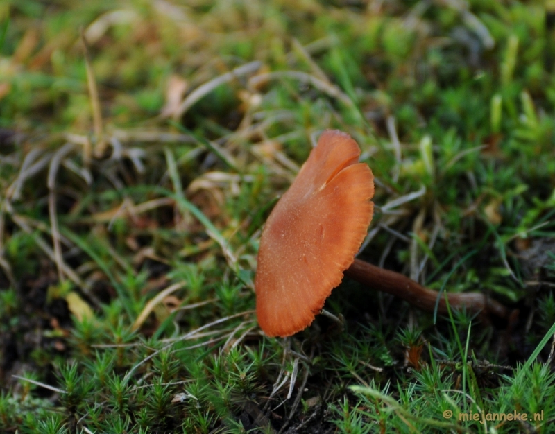 DSC_6265.JPG - Paddenstoelen 2009