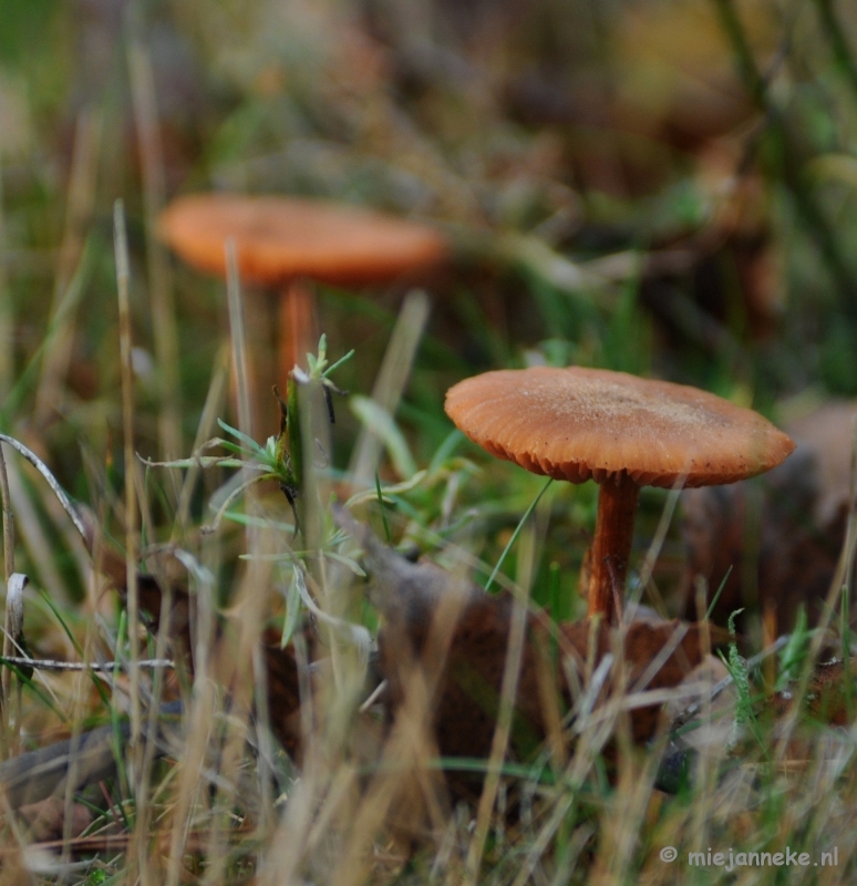 DSC_6268.JPG - Paddenstoelen 2009