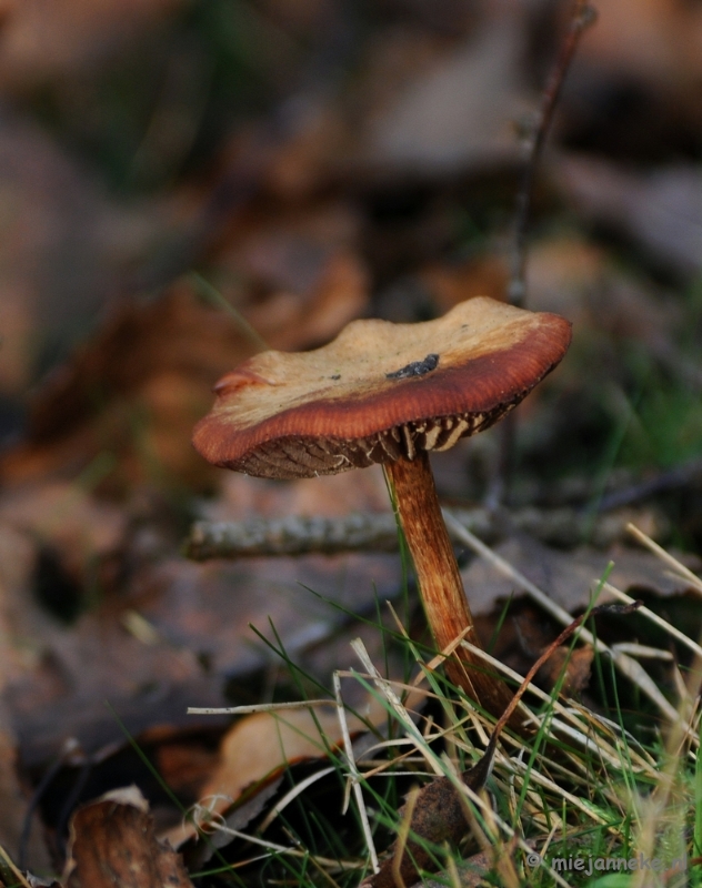 DSC_6269.JPG - Paddenstoelen 2009