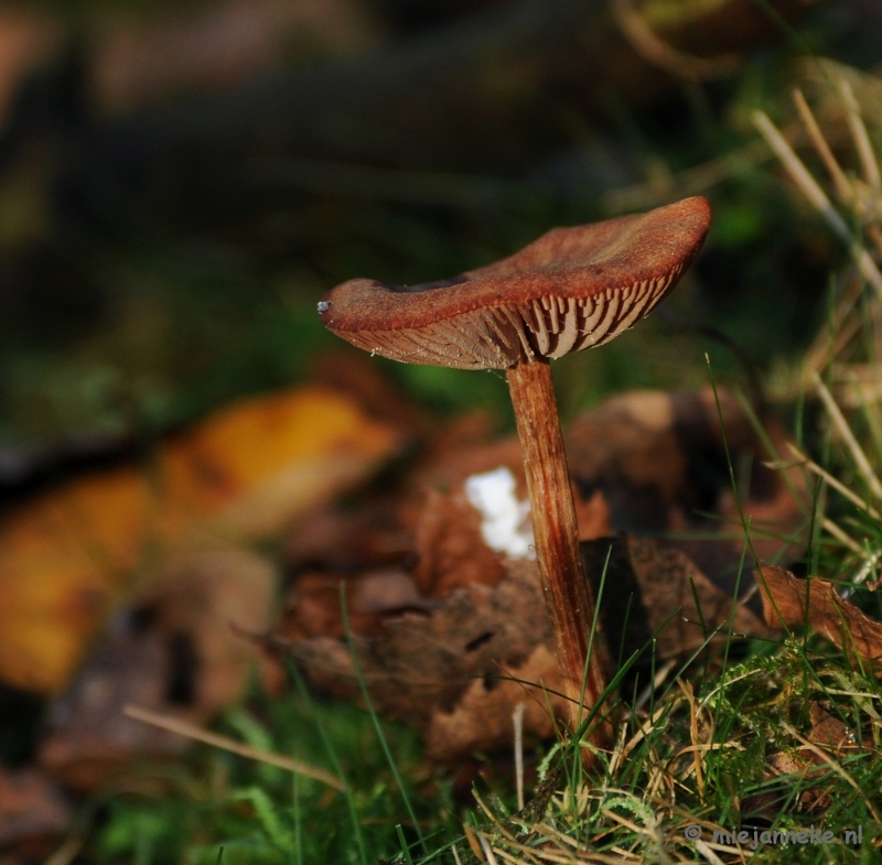 DSC_6271.JPG - Paddenstoelen 2009