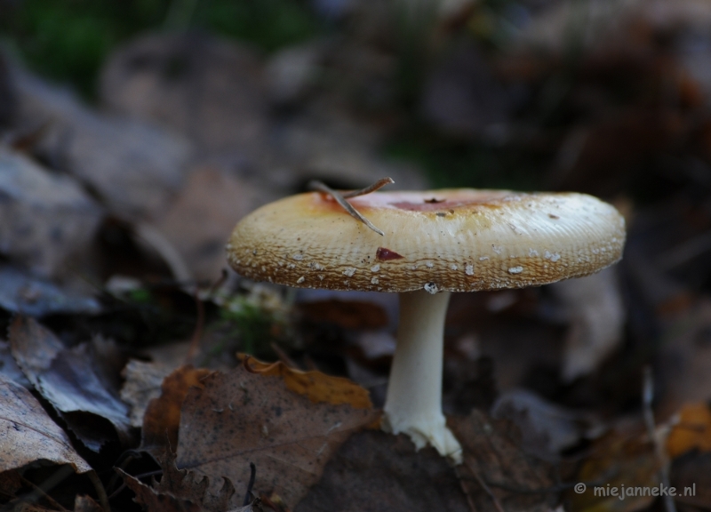 DSC_6280.JPG - Paddenstoelen 2009