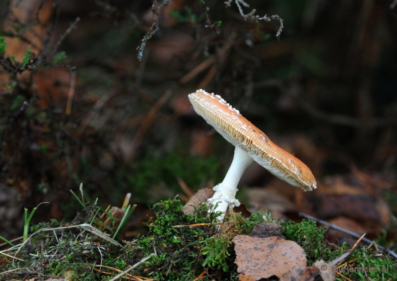 DSC_6283.JPG - Paddenstoelen 2009