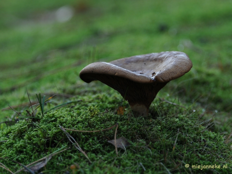 DSC_6285.JPG - Paddenstoelen 2009