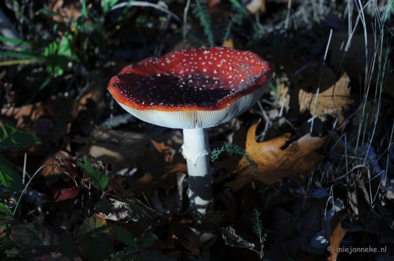 DSC_4256.JPG - Paddenstoelen 2009