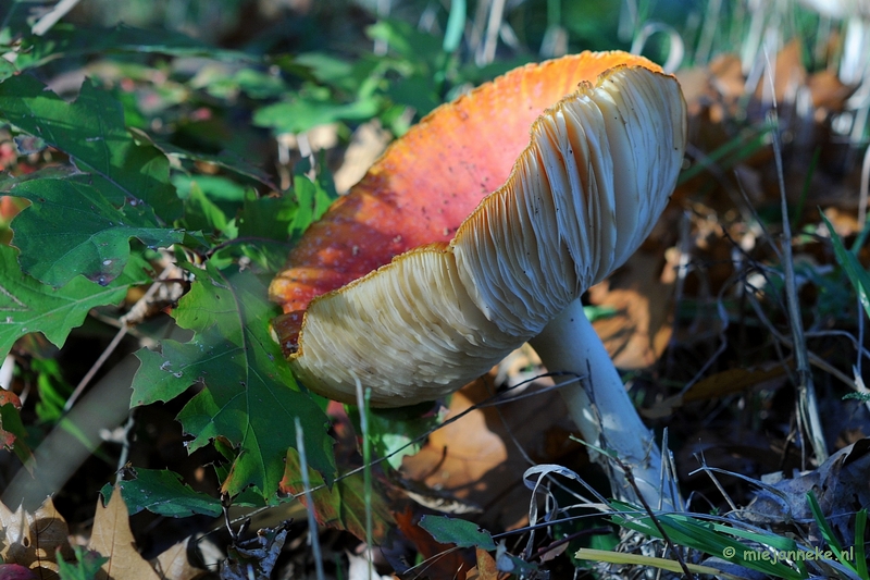 DSC_4279.JPG - Paddenstoelen 2009