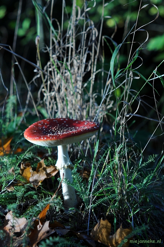 DSC_4294.JPG - Paddenstoelen 2009