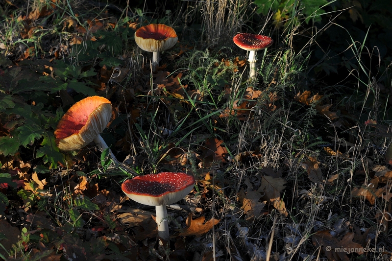 DSC_4324.JPG - Paddenstoelen 2009