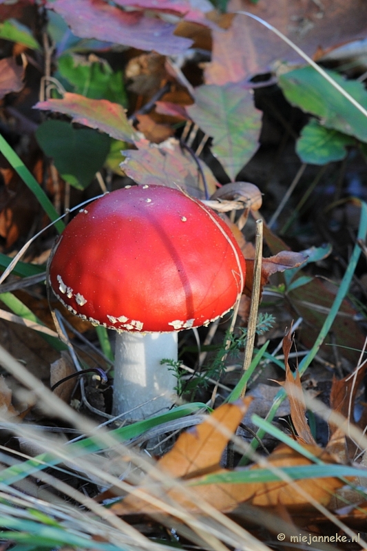 DSC_4336.JPG - Paddenstoelen 2009