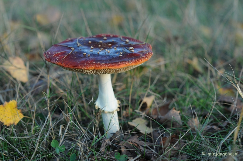 DSC_4362.JPG - Paddenstoelen 2009