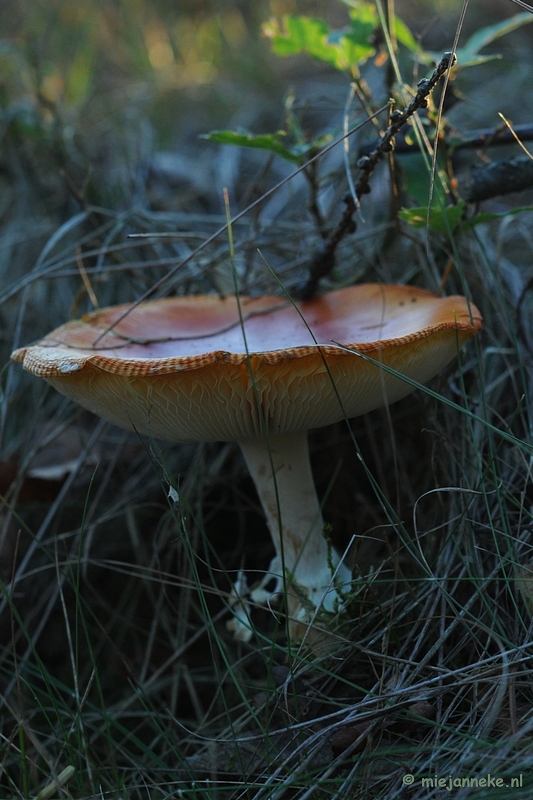 DSC_4365.JPG - Paddenstoelen 2009